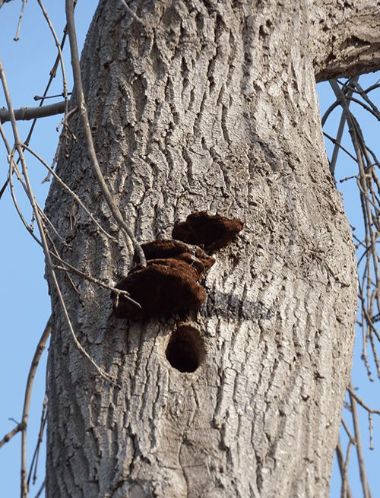 Woodpecker holes are often present where the fruit bodies are located.